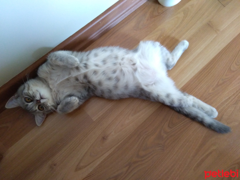 British Shorthair, Kedi  Maya fotoğrafı