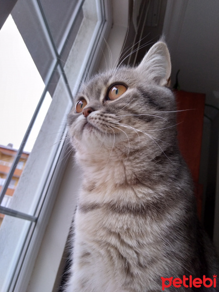British Shorthair, Kedi  Maya fotoğrafı