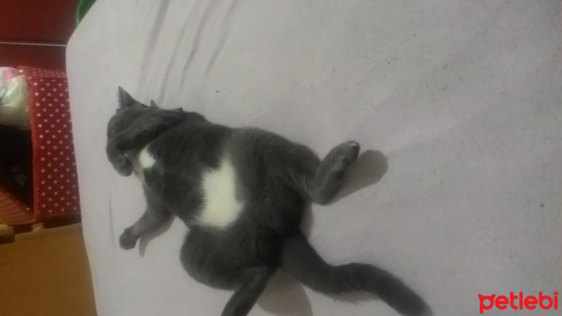 Tuxedo (Smokin) Kedi, Kedi  lucy fotoğrafı