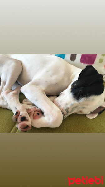 Amerikan Staffordshire Terrier, Köpek  maya fotoğrafı