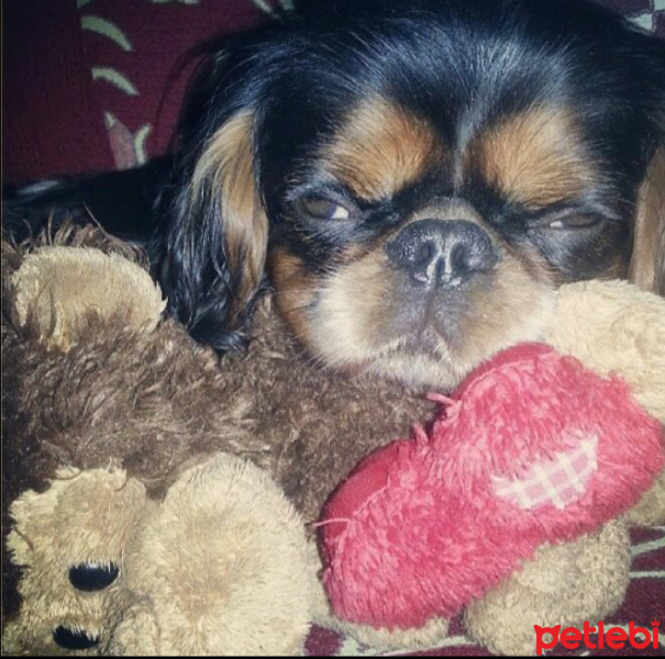 King Charles Spaniel, Köpek  Pasha fotoğrafı