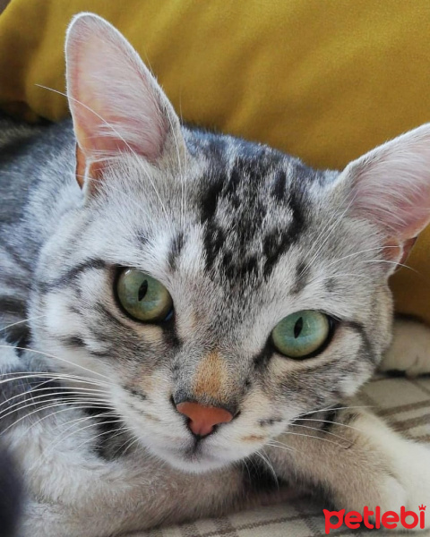 American Shorthair, Kedi  Susam fotoğrafı