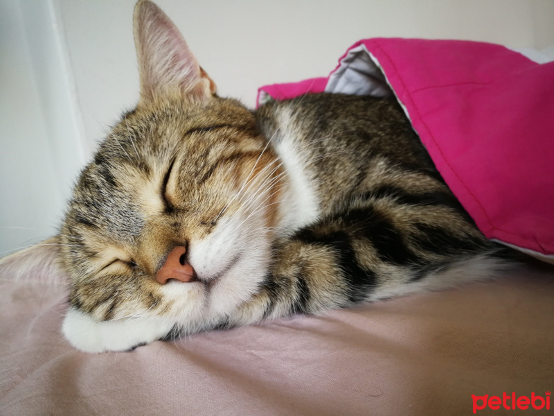 Tekir Kedi, Kedi  Çörek fotoğrafı