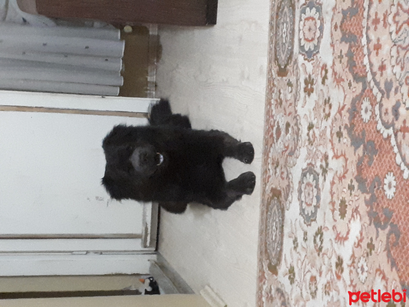 Chow Chow (çin Aslanı), Köpek  gece fotoğrafı