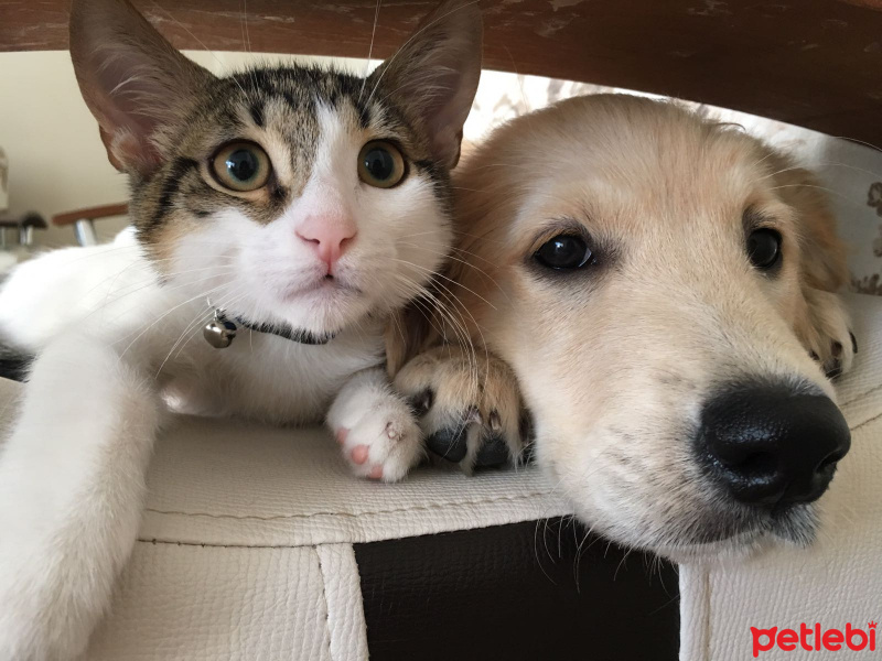 Tekir Kedi, Kedi  Pamuk fotoğrafı