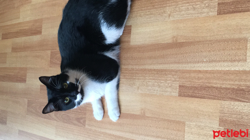 Tekir Kedi, Kedi  Mırmır fotoğrafı