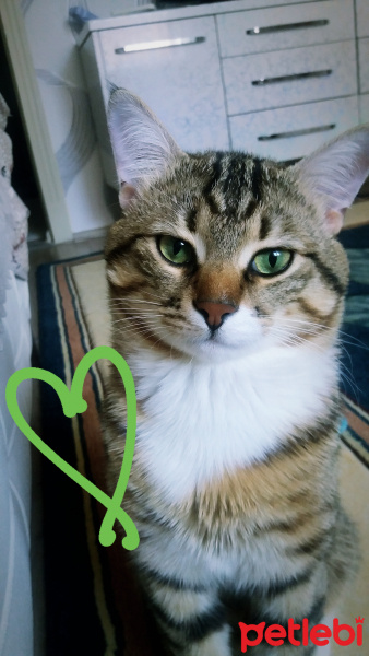 Tekir Kedi, Kedi  Bal fotoğrafı