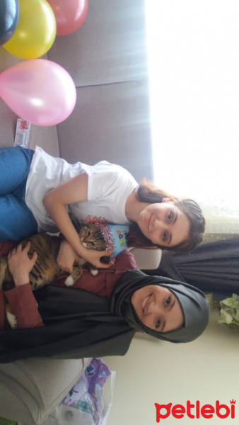 Tekir Kedi, Kedi  Bal fotoğrafı