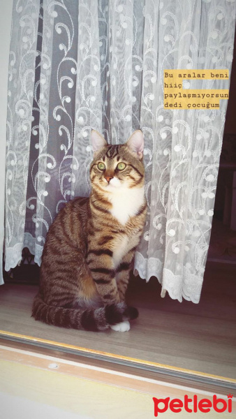 Tekir Kedi, Kedi  Bal fotoğrafı
