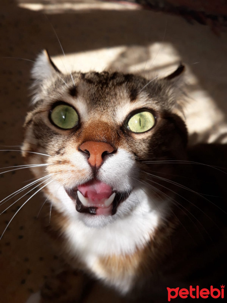 Tekir Kedi, Kedi  Bal fotoğrafı