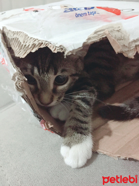 Tekir Kedi, Kedi  Jüpiter fotoğrafı