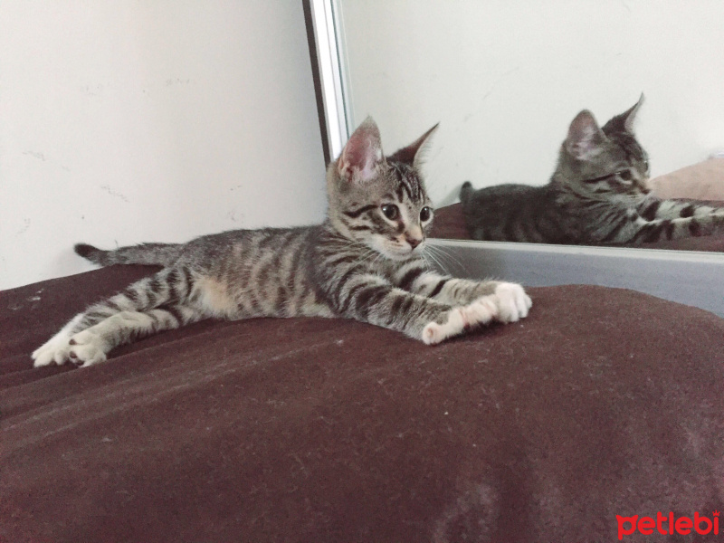 Tekir Kedi, Kedi  Jüpiter fotoğrafı