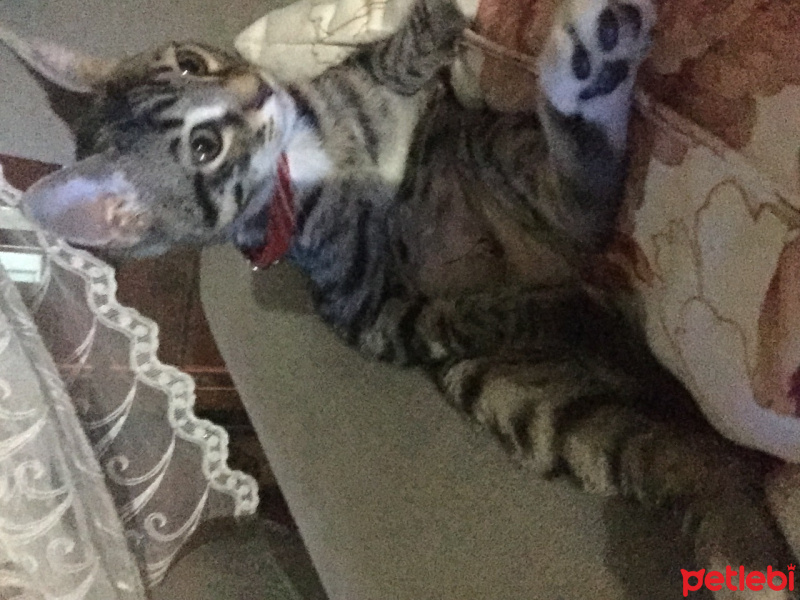 Tekir Kedi, Kedi  Jüpiter fotoğrafı