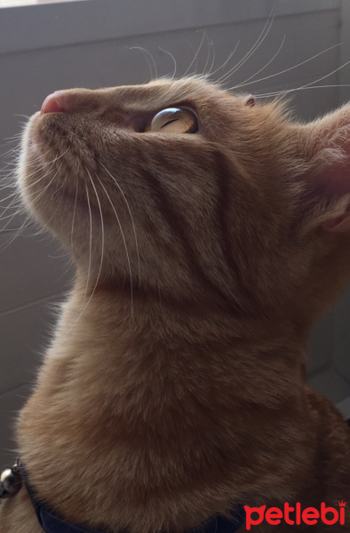 Sarman, Kedi  Arya fotoğrafı