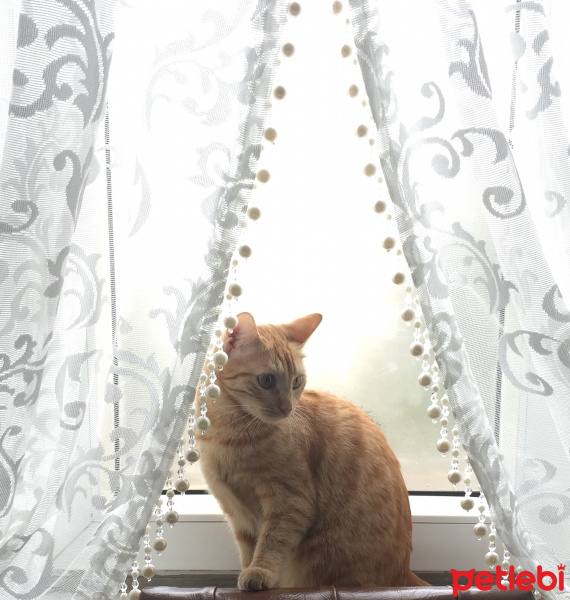 Sarman, Kedi  Arya fotoğrafı
