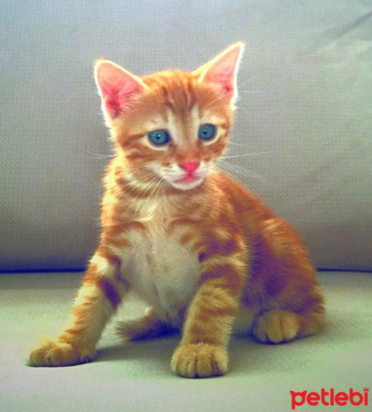 Sarman, Kedi  isimsiz 4 lü fotoğrafı