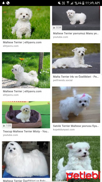 Maltese, Köpek  Era fotoğrafı