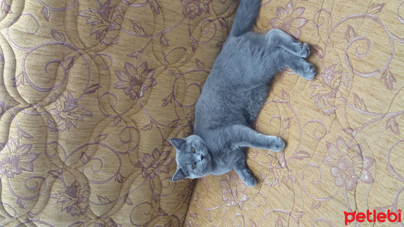 British Shorthair, Kedi  Efsane fotoğrafı
