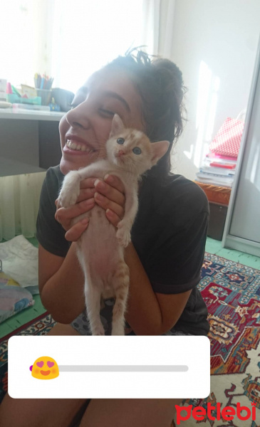 Tekir Kedi, Kedi  Leblebi fotoğrafı