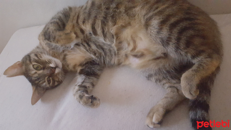 Tekir Kedi, Kedi  bella fotoğrafı