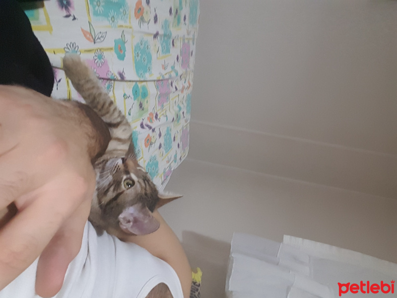 Tekir Kedi, Kedi  bella fotoğrafı