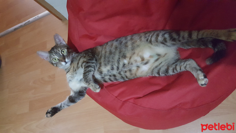 Tekir Kedi, Kedi  bella fotoğrafı