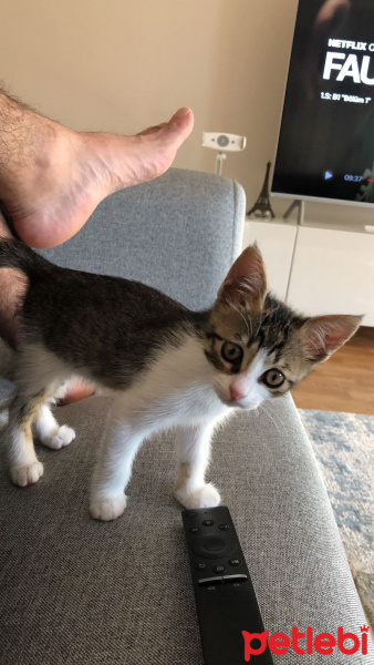 Tekir Kedi, Kedi  Minnoş fotoğrafı