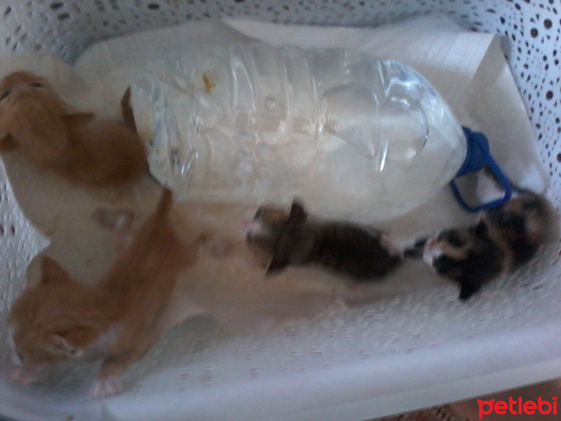 Tekir Kedi, Kedi  Dost fotoğrafı