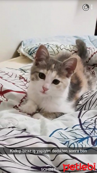 Tekir Kedi, Kedi  Petibör fotoğrafı