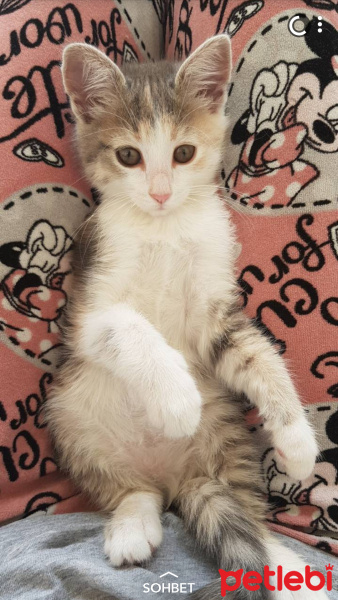 Tekir Kedi, Kedi  Petibör fotoğrafı