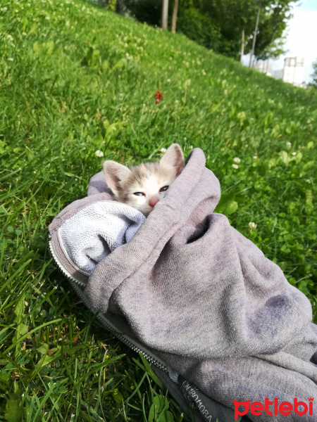 Tekir Kedi, Kedi  Petibör fotoğrafı
