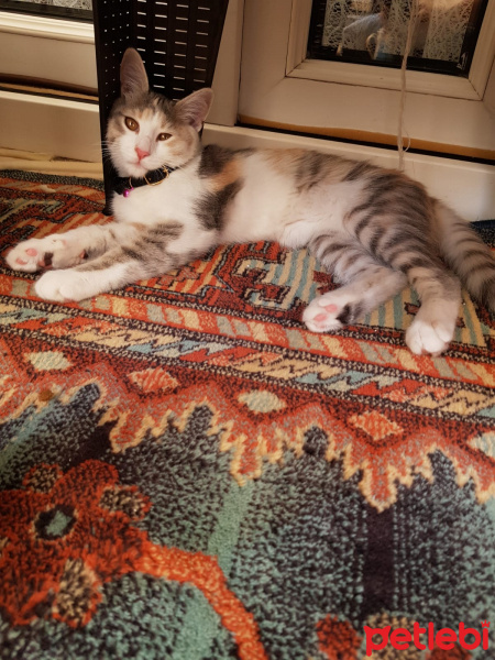 Tekir Kedi, Kedi  Petibör fotoğrafı