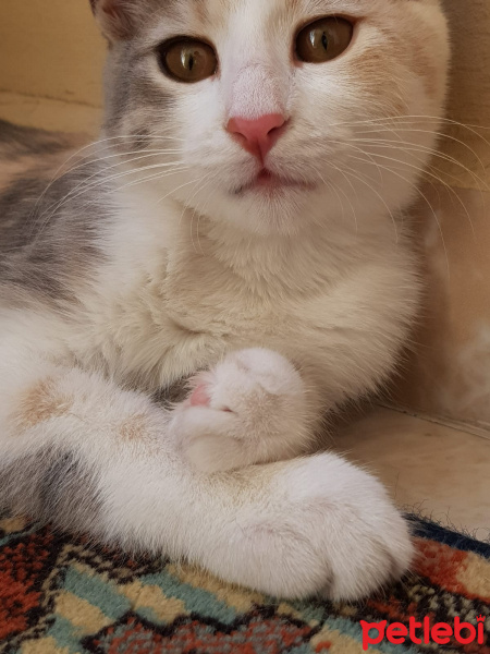 Tekir Kedi, Kedi  Petibör fotoğrafı