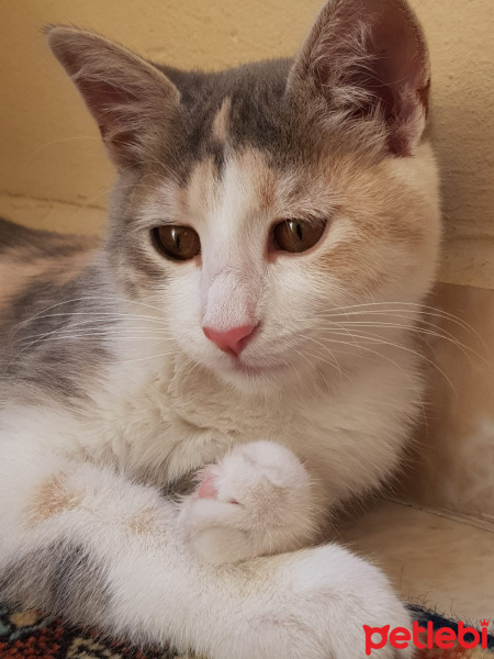 Tekir Kedi, Kedi  Petibör fotoğrafı