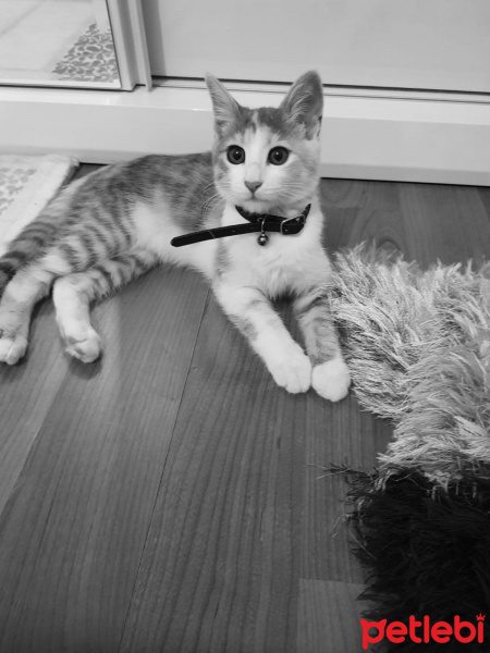 Tekir Kedi, Kedi  Petibör fotoğrafı