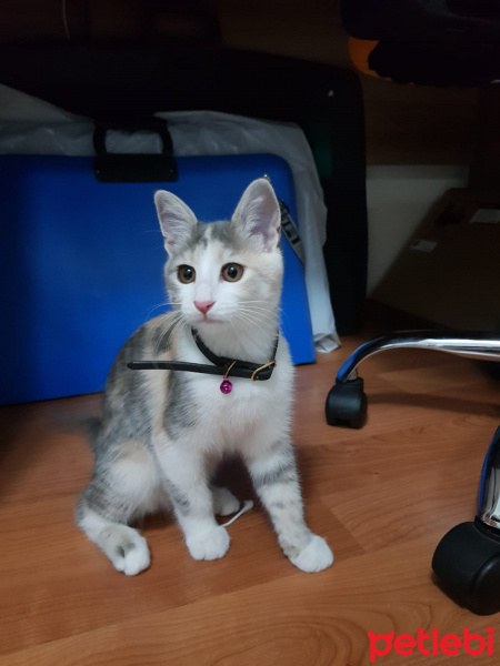 Tekir Kedi, Kedi  Petibör fotoğrafı