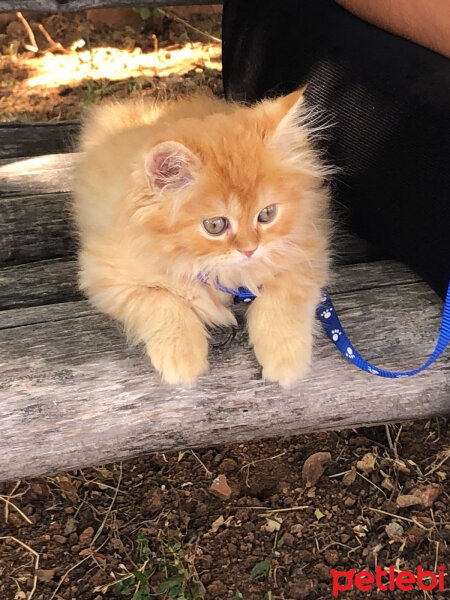 Scottish Fold, Kedi  Portakal fotoğrafı