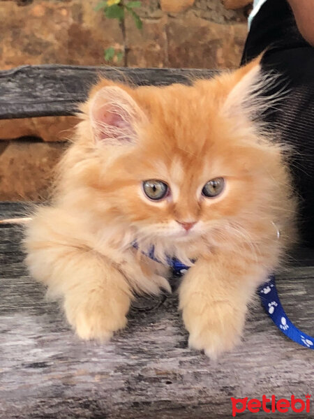 Scottish Fold, Kedi  Portakal fotoğrafı