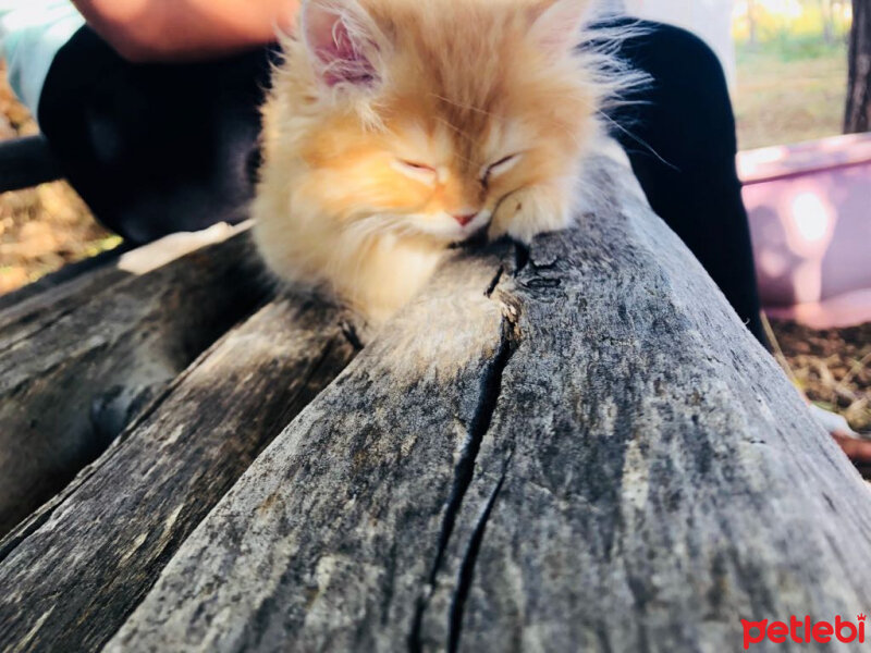 Scottish Fold, Kedi  Portakal fotoğrafı