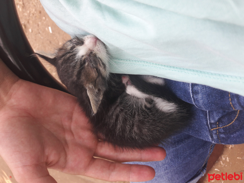 Tekir Kedi, Kedi  Carmen fotoğrafı