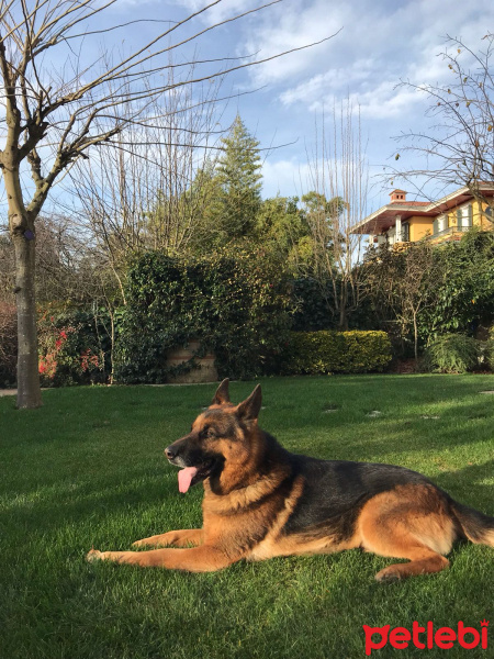 Alman Çoban Köpeği, Köpek  Estor fotoğrafı