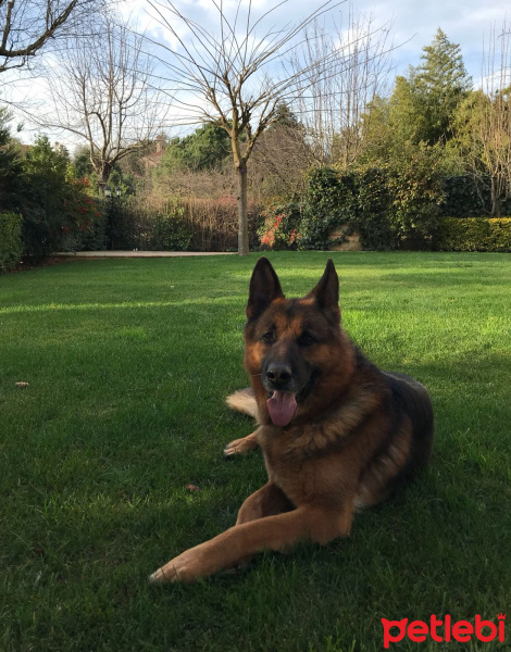 Alman Çoban Köpeği, Köpek  Estor fotoğrafı
