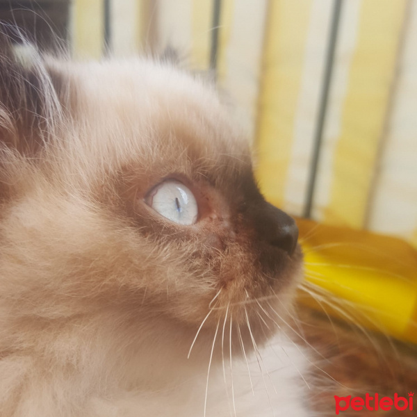 Himalayan, Kedi  Paşa fotoğrafı