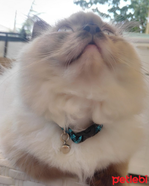 Himalayan, Kedi  Paşa fotoğrafı
