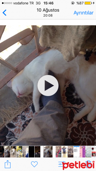 Tekir Kedi, Kedi  Tekir fotoğrafı