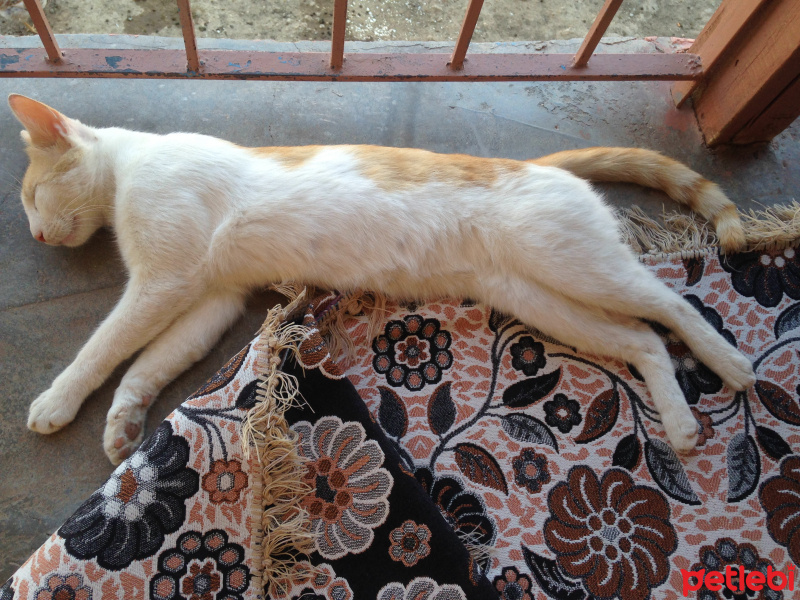 Tekir Kedi, Kedi  Tekir fotoğrafı