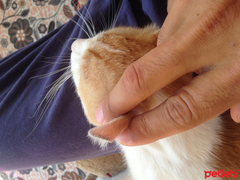 Tekir Kedi, Kedi  Tekir fotoğrafı