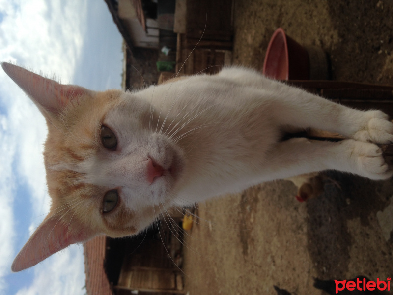 Tekir Kedi, Kedi  Tekir fotoğrafı