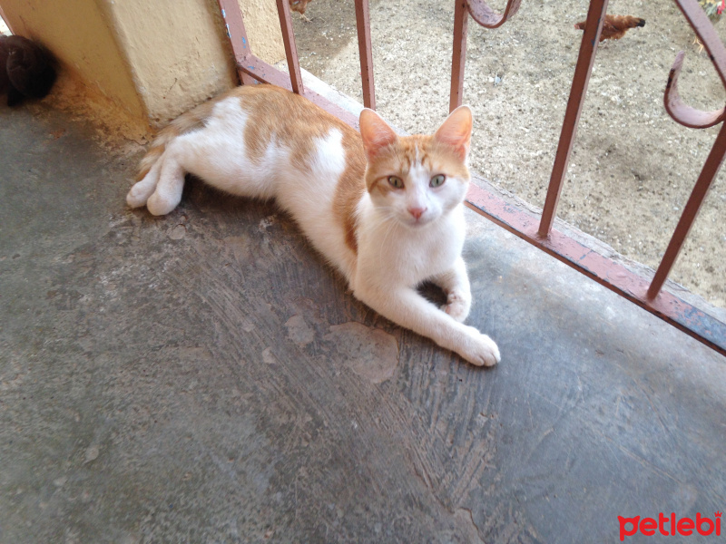 Tekir Kedi, Kedi  Tekir fotoğrafı