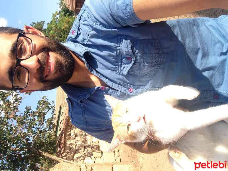 Tekir Kedi, Kedi  Tekir fotoğrafı